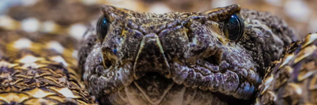 Adder bite