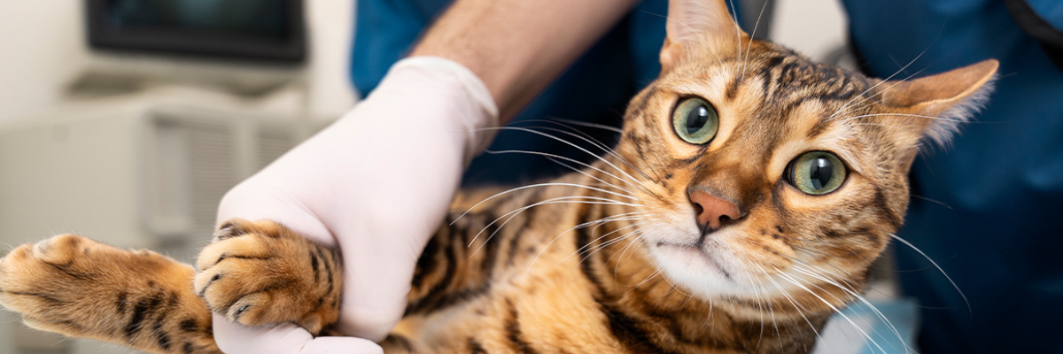Planned anesthesia and monitored awakening for safe recovery