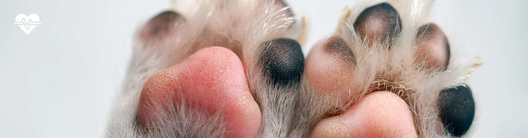 Protection and care of a dog’s paws