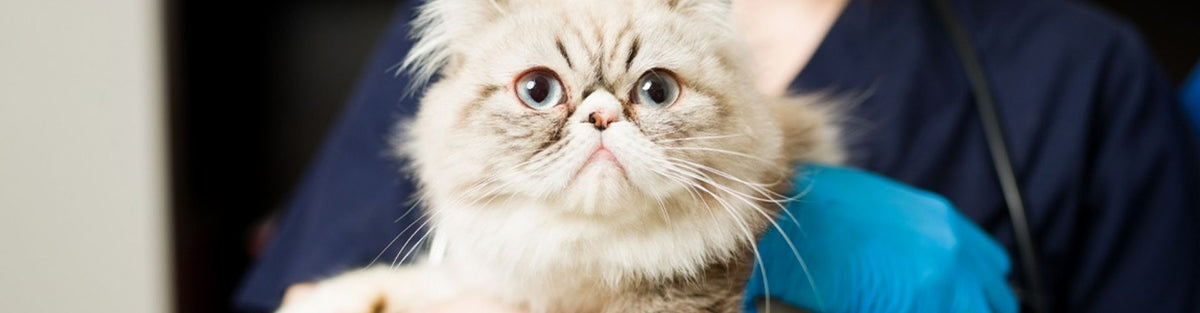 Diabetes in Dogs and Cats – the Right Diet Makes a Big Difference