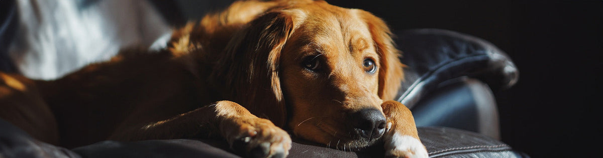Eye problems in pets