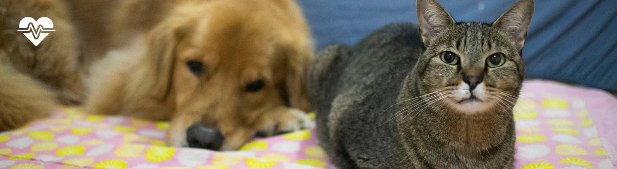 Therapeutic diets for supporting digestive disorders