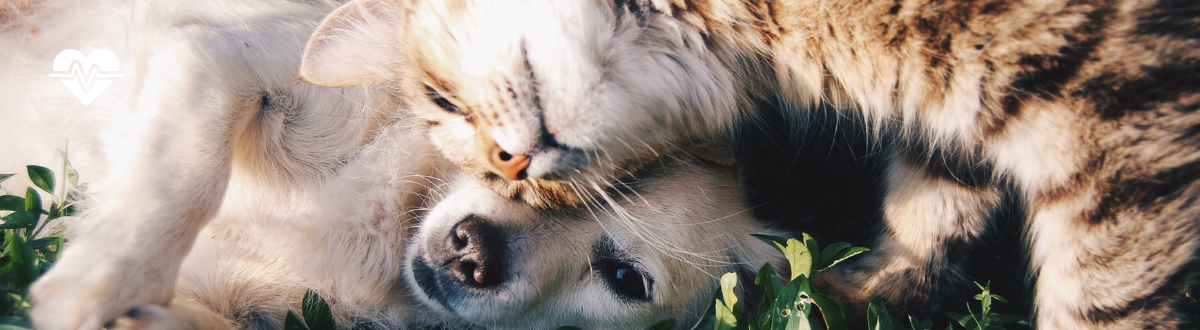 Pet stress during summer - 5 ways to help your dog or cat stay happy and relaxed