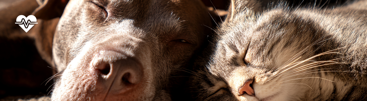 Are pet supplements worth it? Here's what the vet says