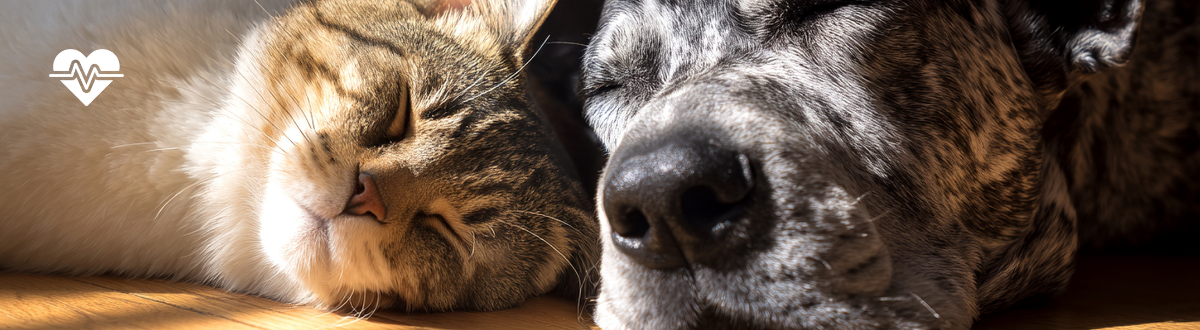 Which supplement is right for my dog or cat? How to choose the right supplement