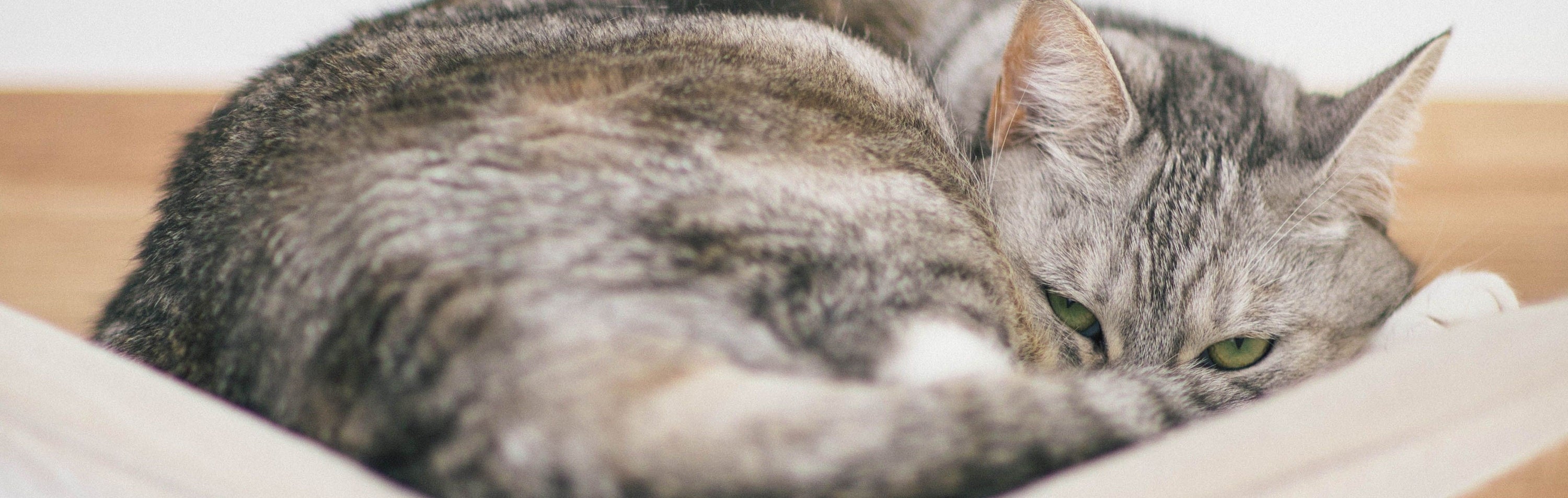 What food should you give to slow down kidney failure in cats? Why a tailored veterinary diet makes such an incredible difference