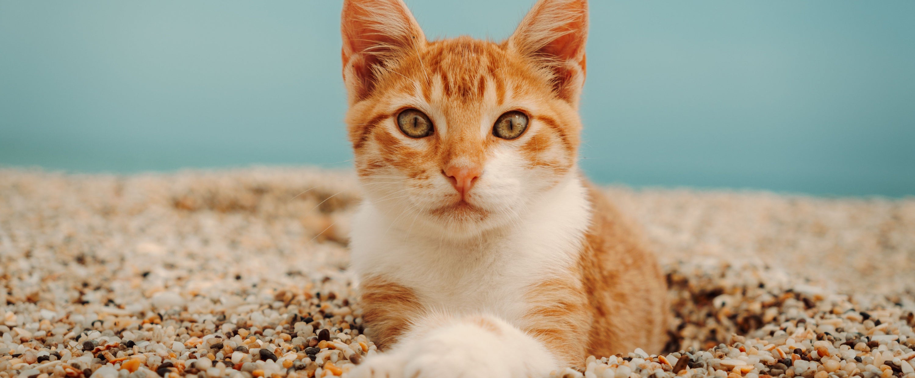Are you tired of finding cat litter all over the bathroom floor? – How to choose a dust-free variety that actually stays in the box