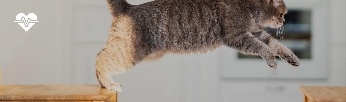 Not calmer. In pain. 5 signs your cat's joints need attention