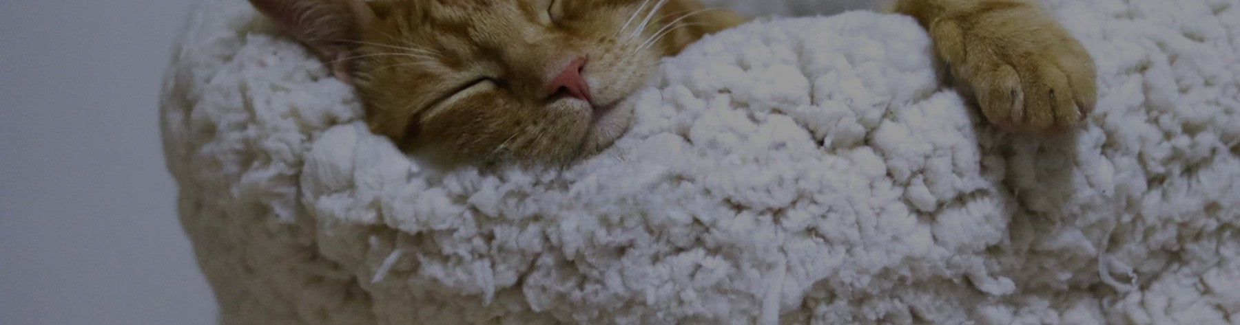 How to get a cat suffering from kidney failure to eat? – The best methods for feeding a senior cat turned picky