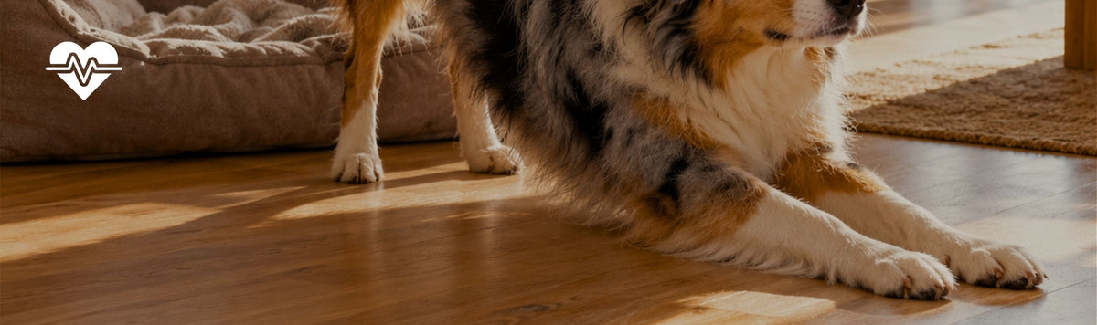 Not lazy. Sore. 5 signs your dog's joints need attention