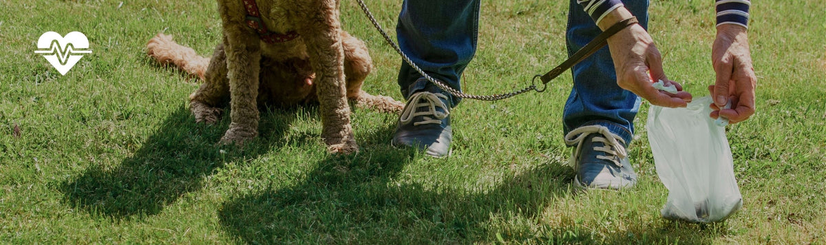 What does your dog’s poop say about their health? A guide to colour and consistency