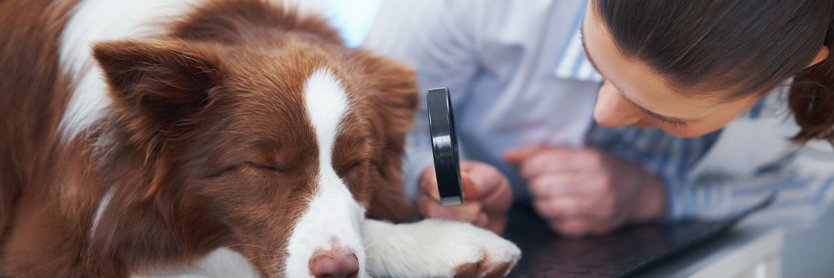 Kennel cough in dogs - symptoms, transmission and treatment