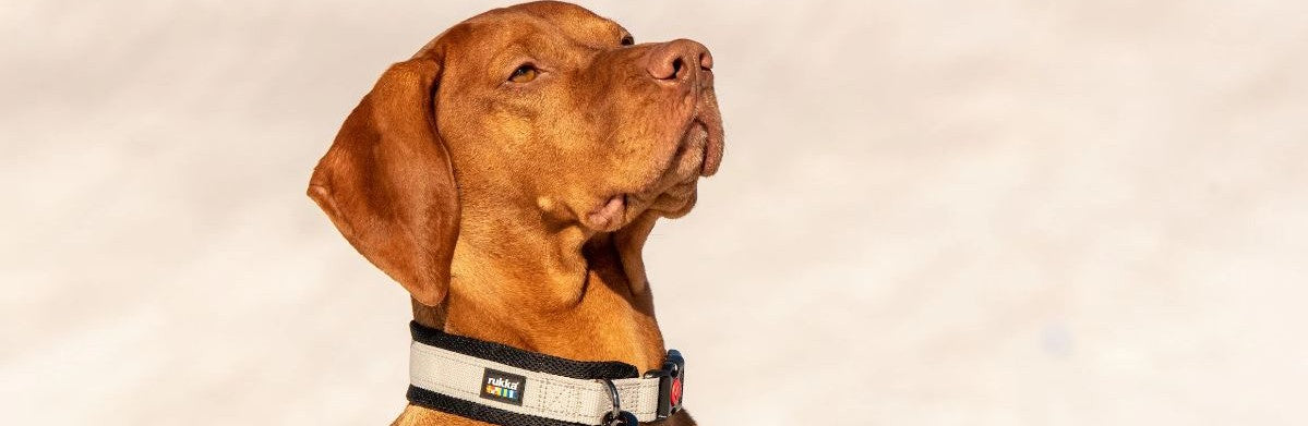 Which food is best for calming the skin in dog allergies? Discover the benefits of hypoallergenic and hydrolyzed diets
