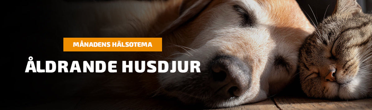 Theme - Ageing pet