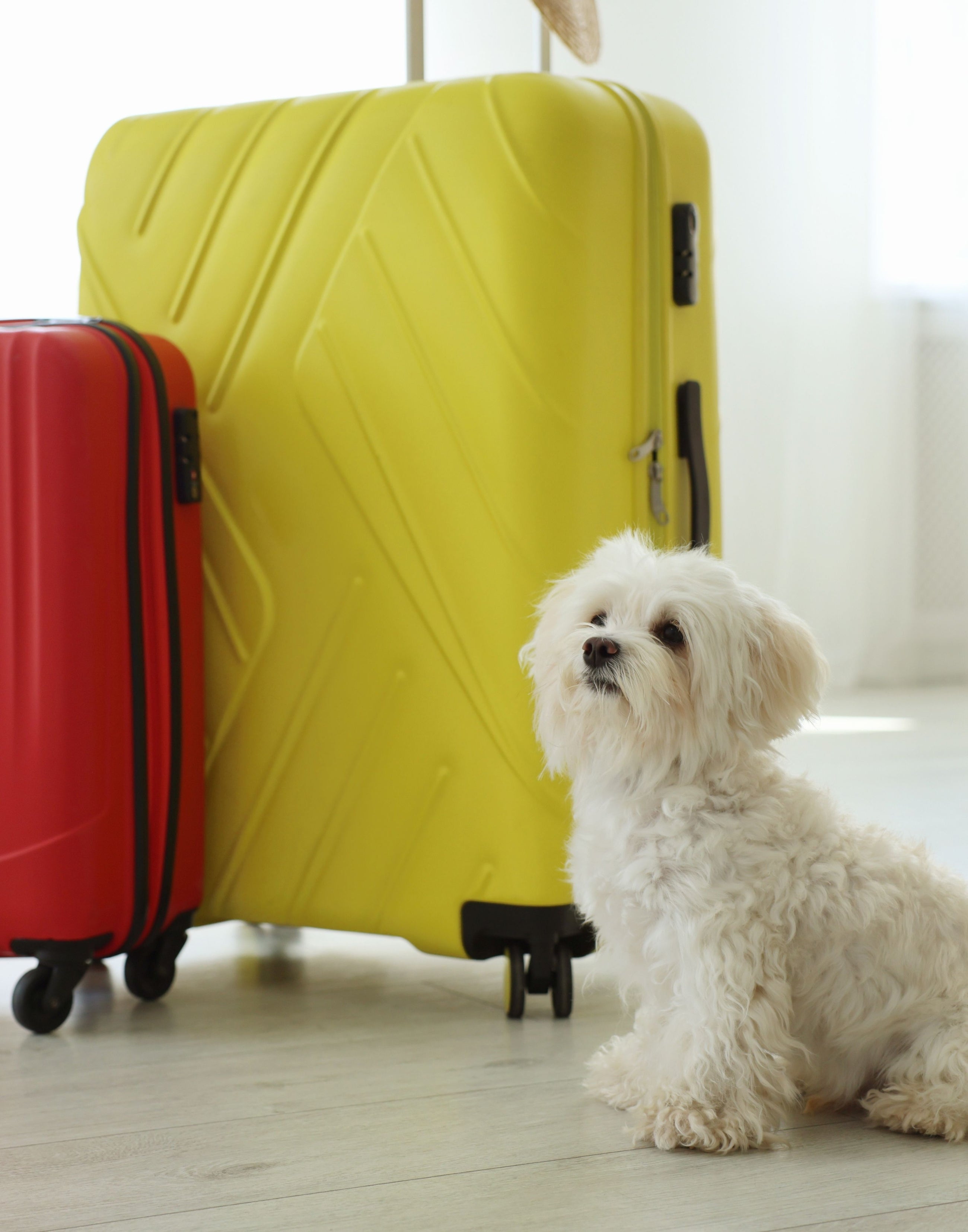Travel accessories for dogs