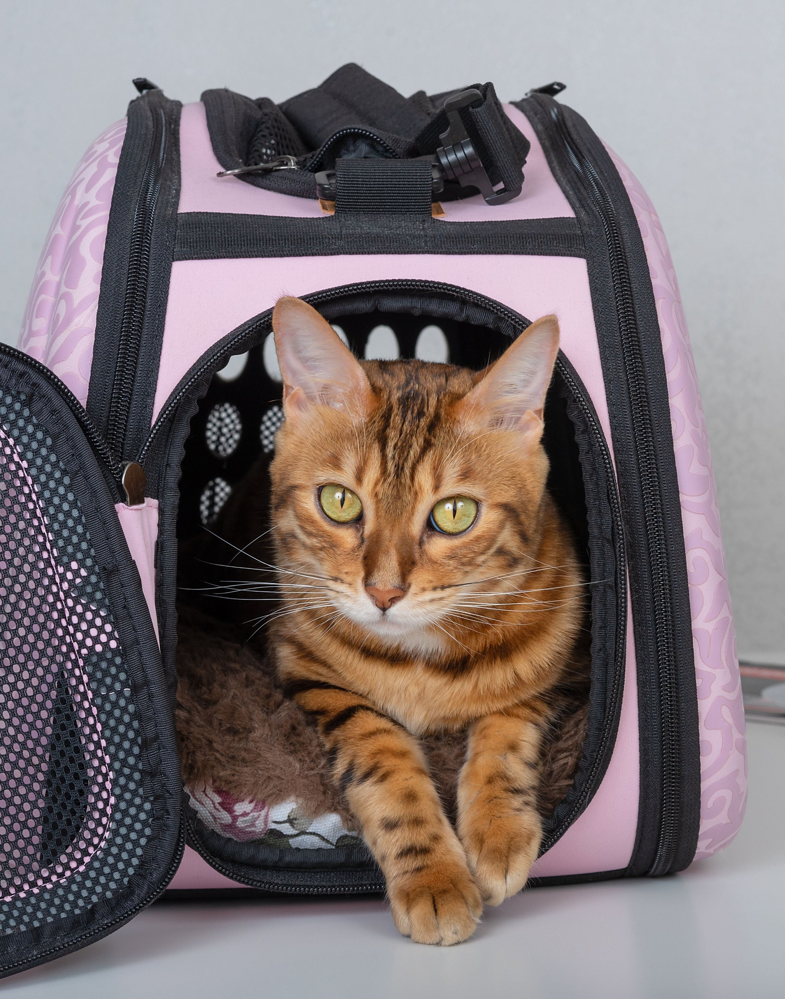 Travel accessories for cats