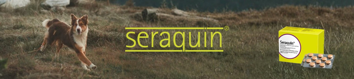 Seraquin