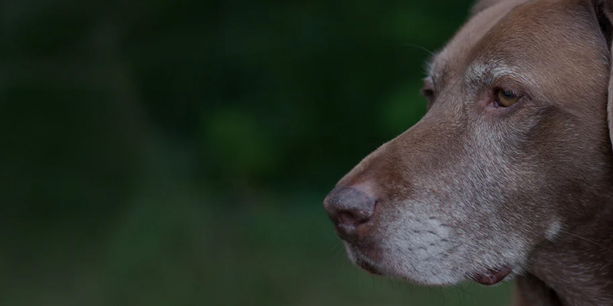 Care for senior dogs