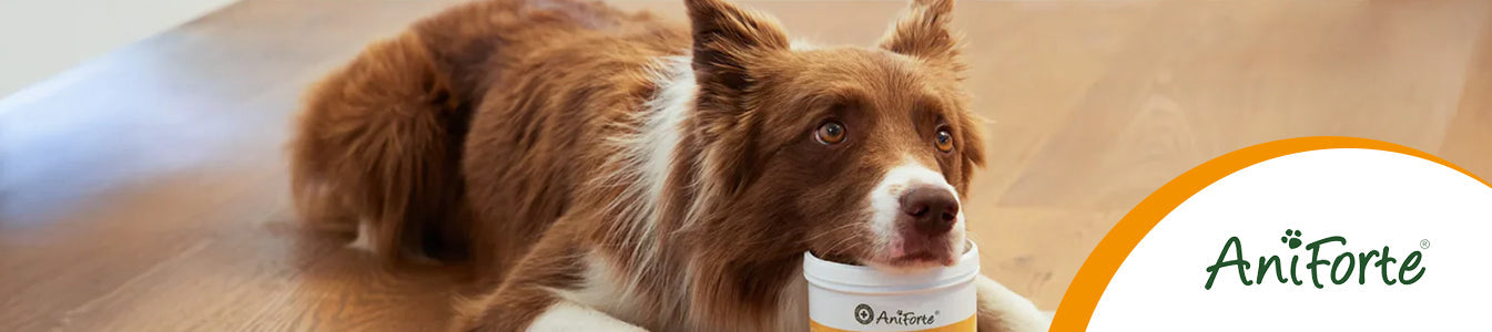 AniForte