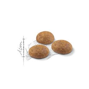 Royal Canin Outdoor Torrfoder för Katt 10 kg