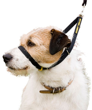 Canny Collar vedonestopanta musta 3