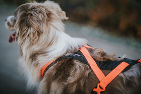 Non-stop Dogwear Rush Harness sele
