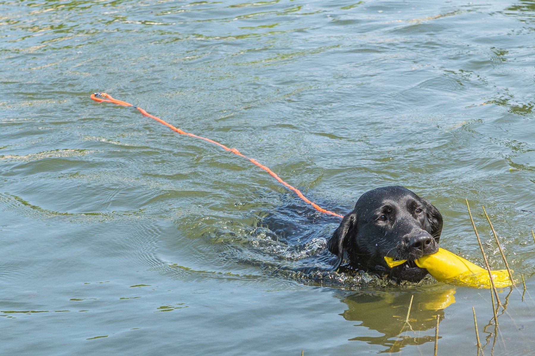 Rukka Swim leash flytande rem