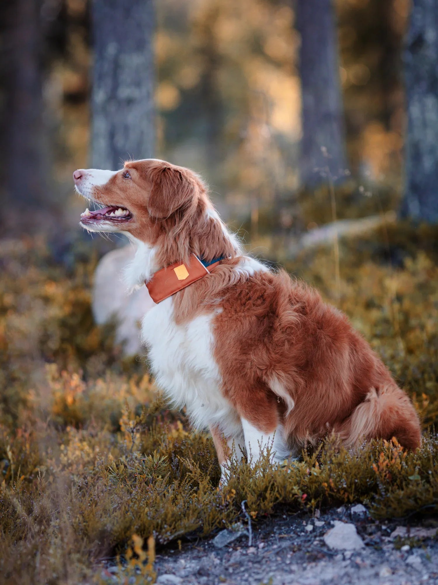 Woolly Wolf Alpha 360 Dog Collar