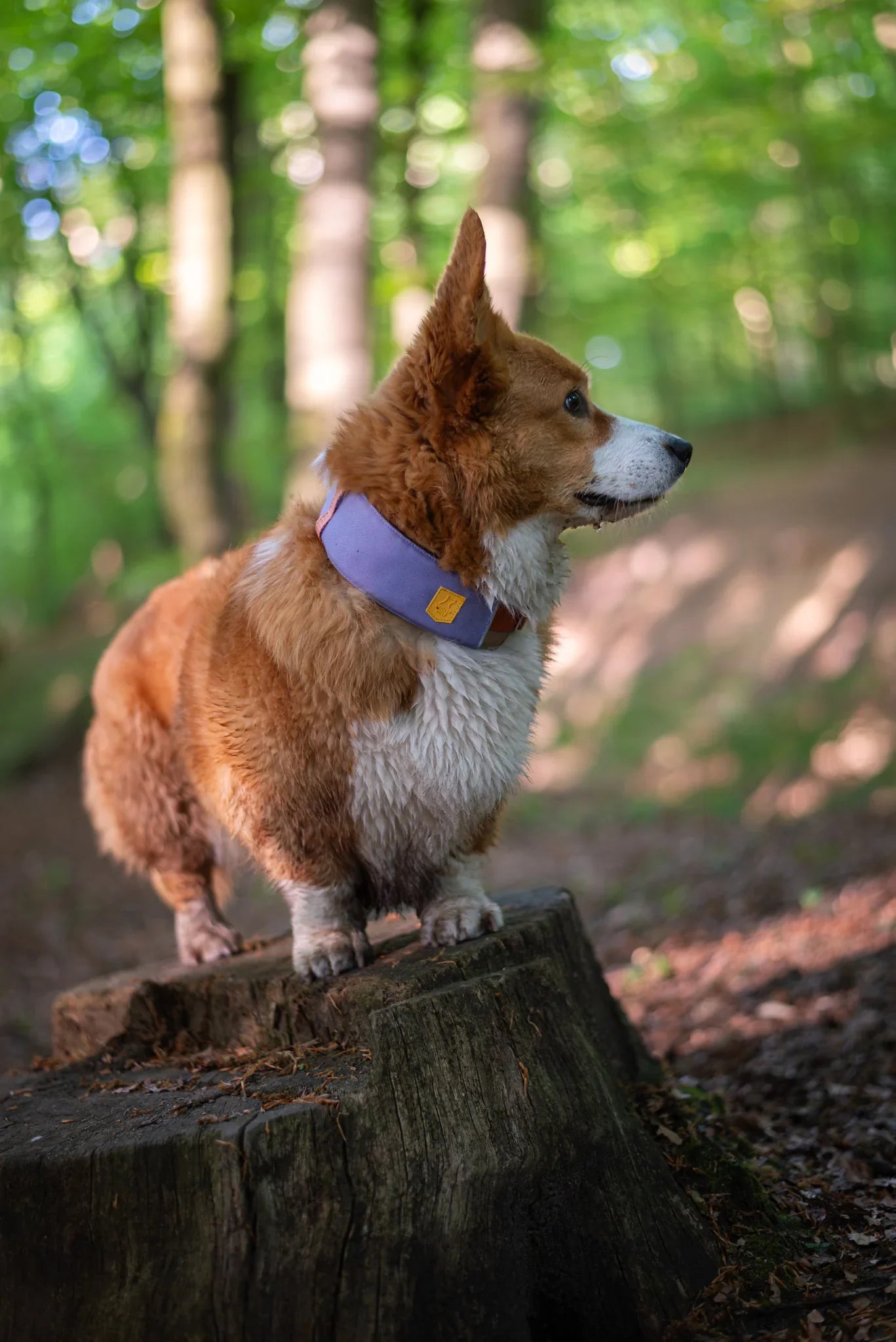 Woolly Wolf Alpha 360 Dog Collar