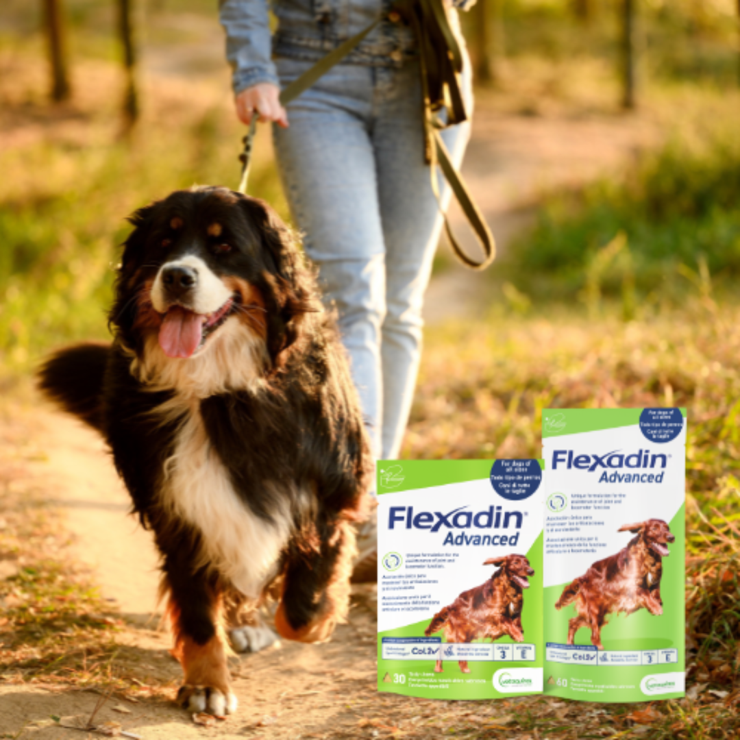 Flexadin advanced för Hund 2 x 60 tuggtabletter