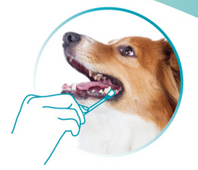 VETdicate Oral-Relax munvårdsgel för hundar och katter 20 ml