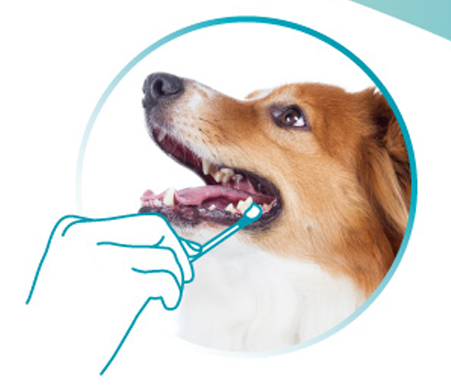 VETdicate Oral-Relax munvårdsgel för hundar och katter 20 ml