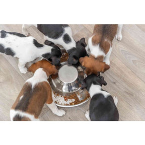 Trixie Puppy Bowl kutsika kauss 1,4 l