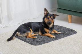 Pomppa Settle Mat för en hund