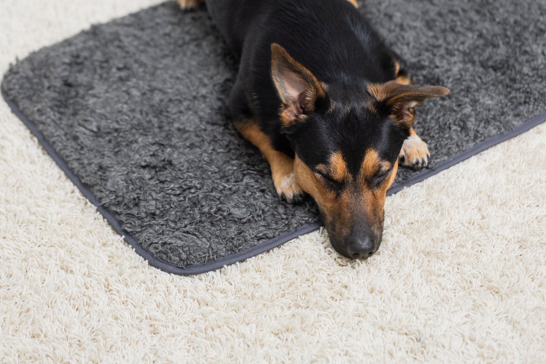 Pomppa Settle Mat för en hund