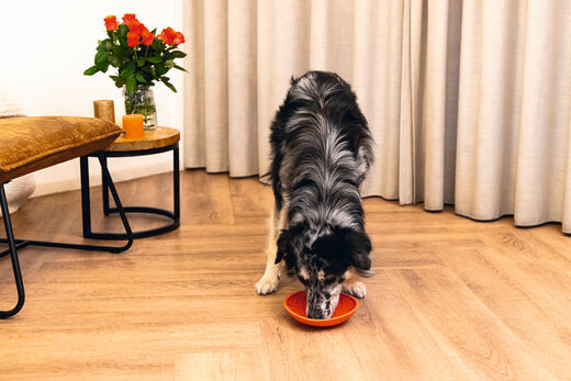 Beeztees LickMat Dish nuolumatto