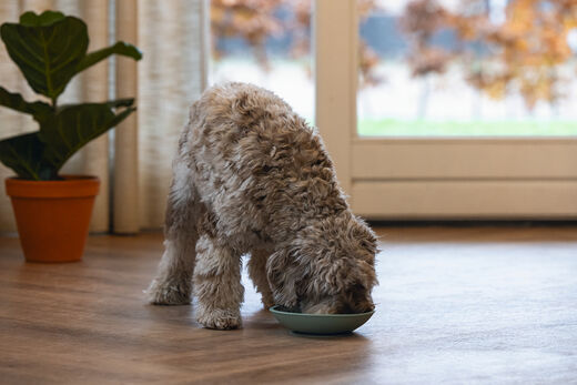 Beeztees LickMat Dish slickmatta grön 19 cm
