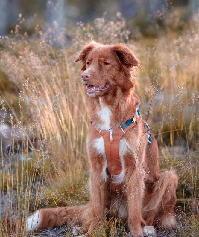 Woolly Wolf Alpha 360 Hundsele