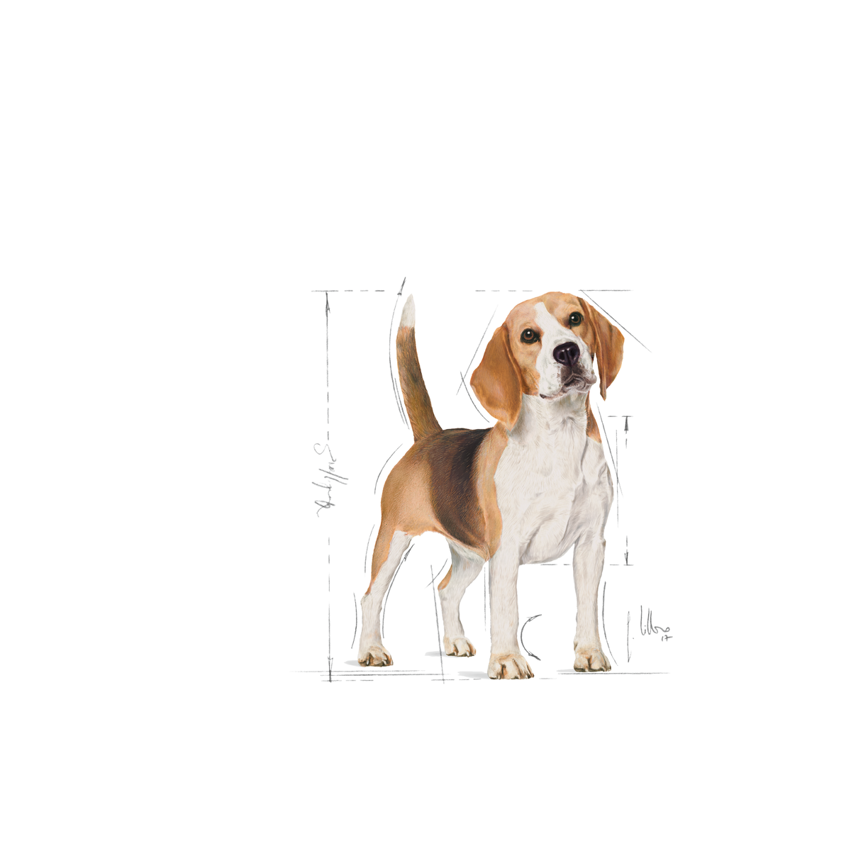 Royal Canin Beagle Adult Dog 12 kg