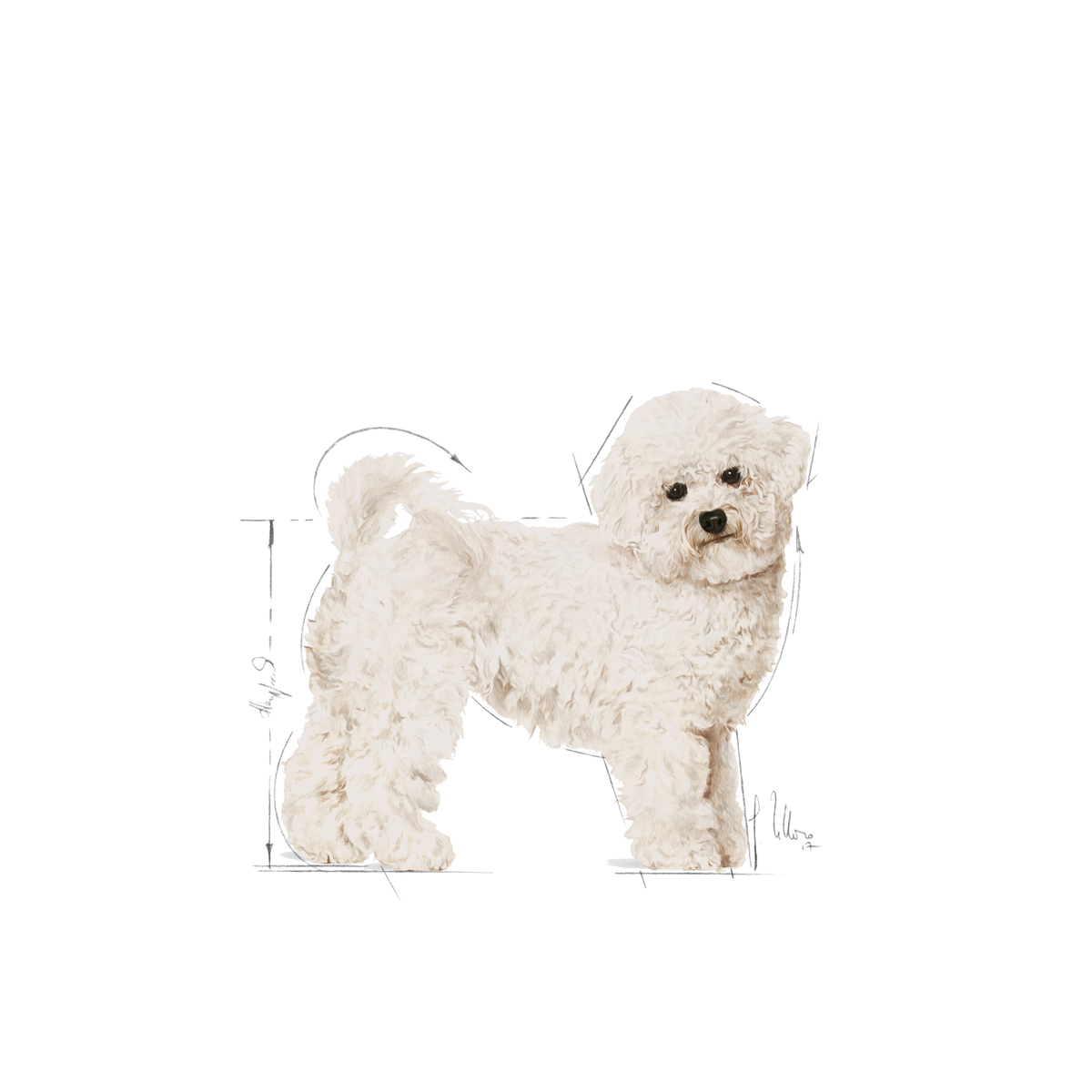 Royal Canin Bichon Frisé Adult Dog Food 1.5 kg