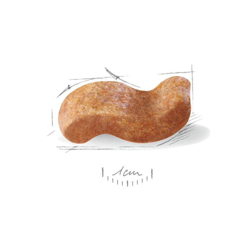 Royal Canin Boxer Adult Dog 12 kg