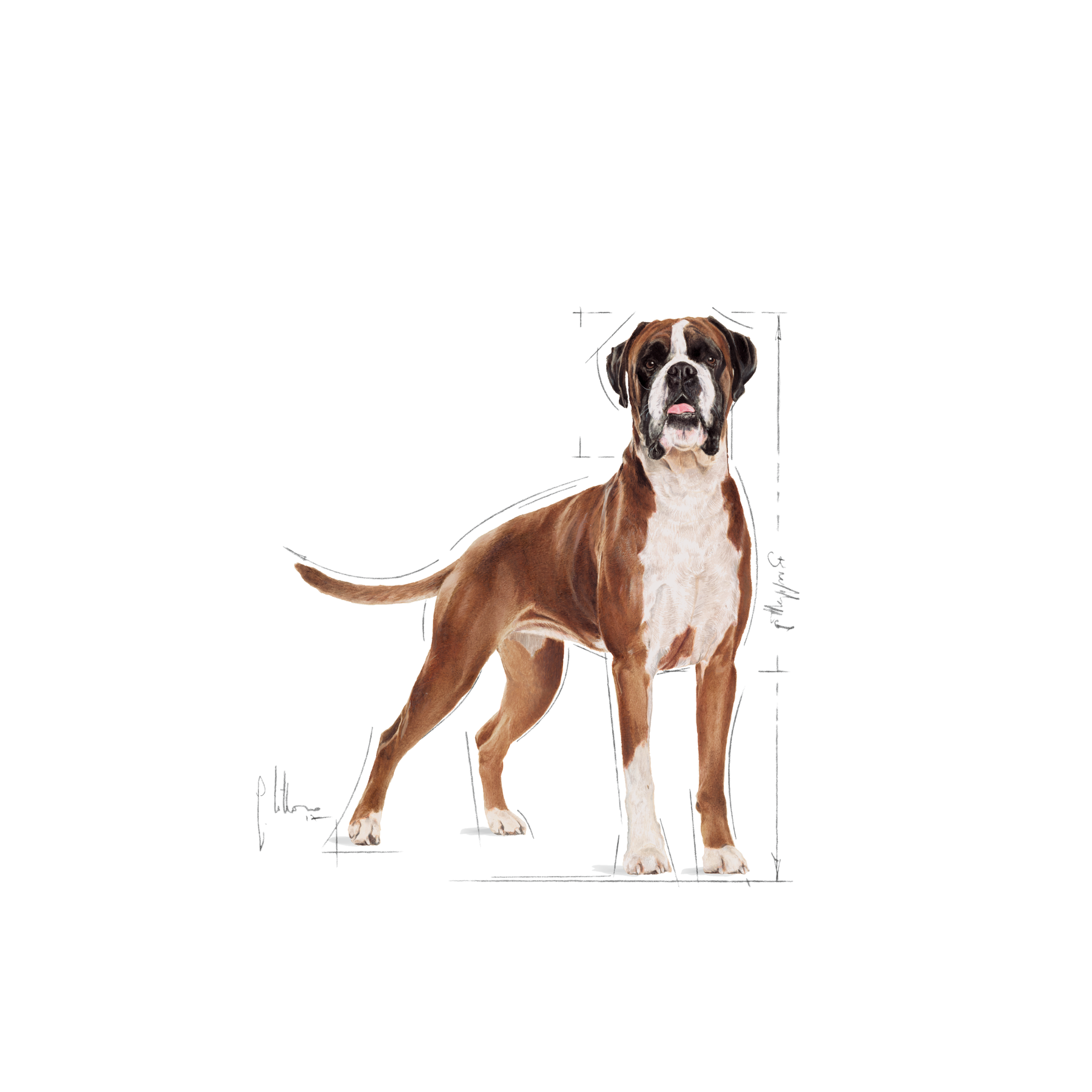 Royal Canin Boxer Adult Dog 12 kg