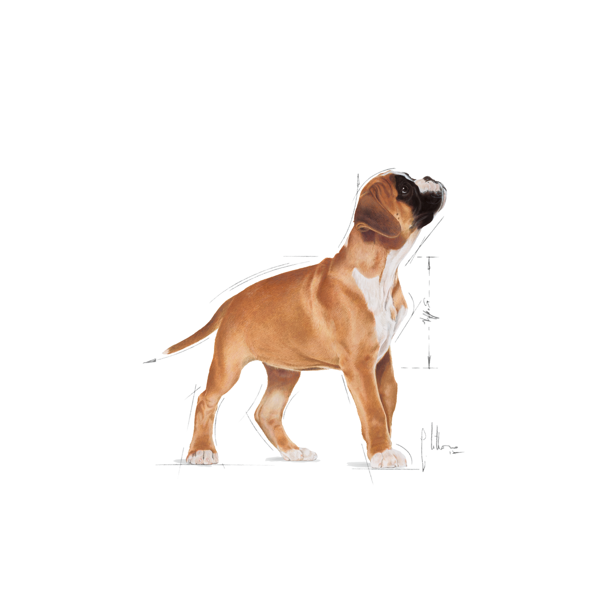 Royal Canin Boxer Puppy 12 kg