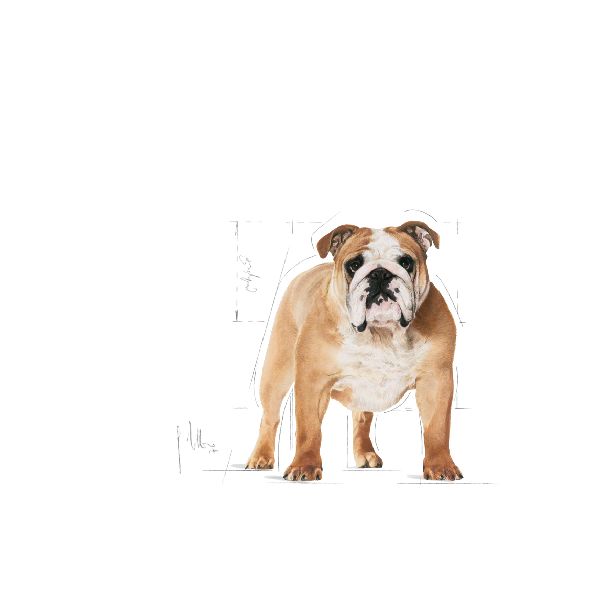 Royal Canin Bulldog Adult dry food for dogs 12 kg