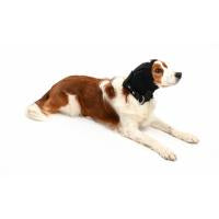 Buster Ear Cover for Dogs M