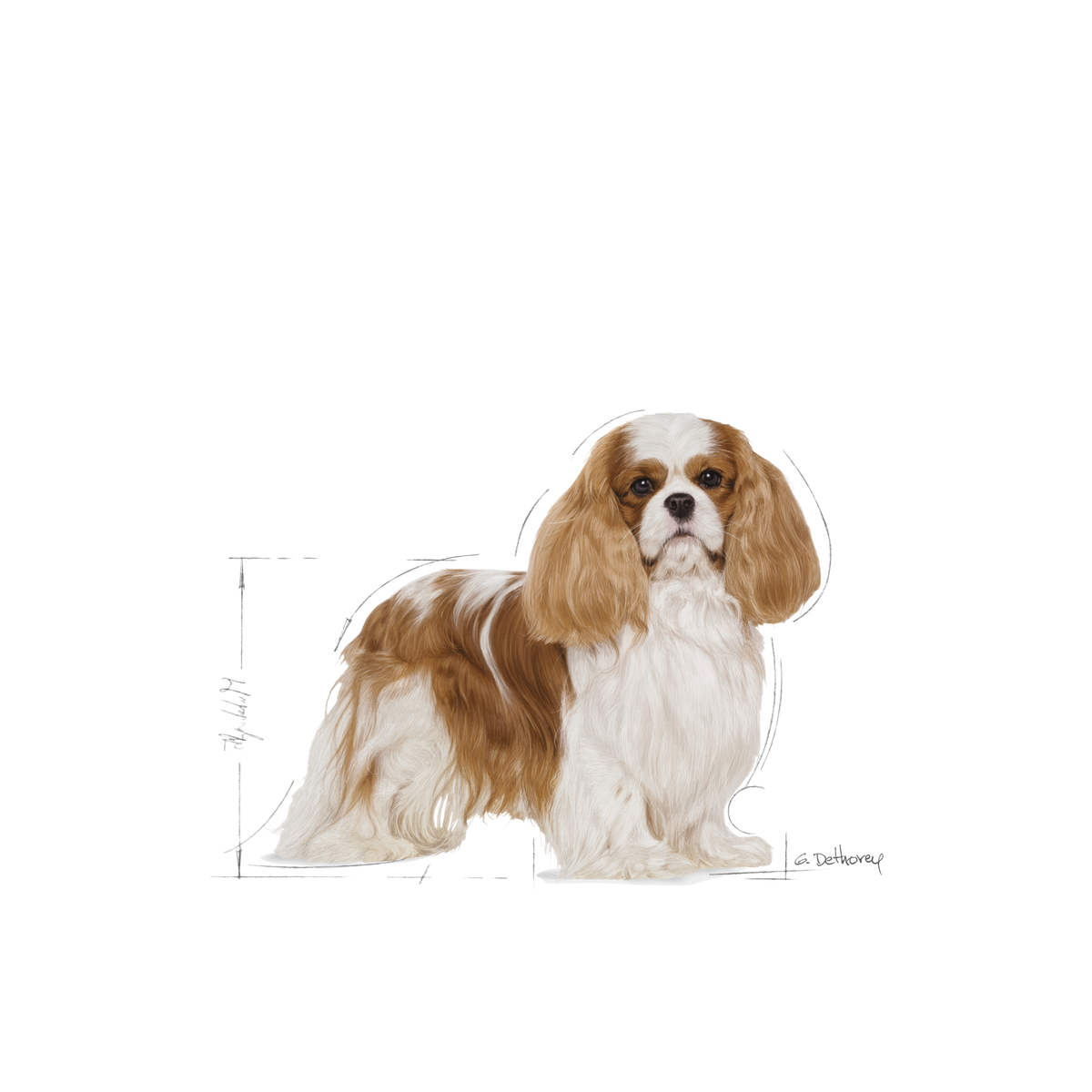 Royal Canin Cavalier King Charles Adult för hundar 1,5 kg