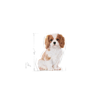 Royal Canin Cavalier King Charles Puppy för valpar 1,5 kg