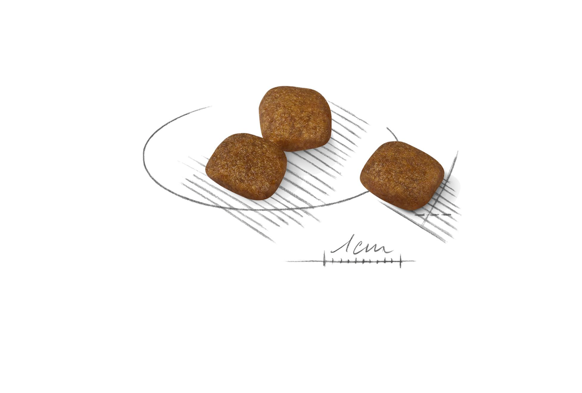 Royal Canin Coat Care Mini torrfoder
