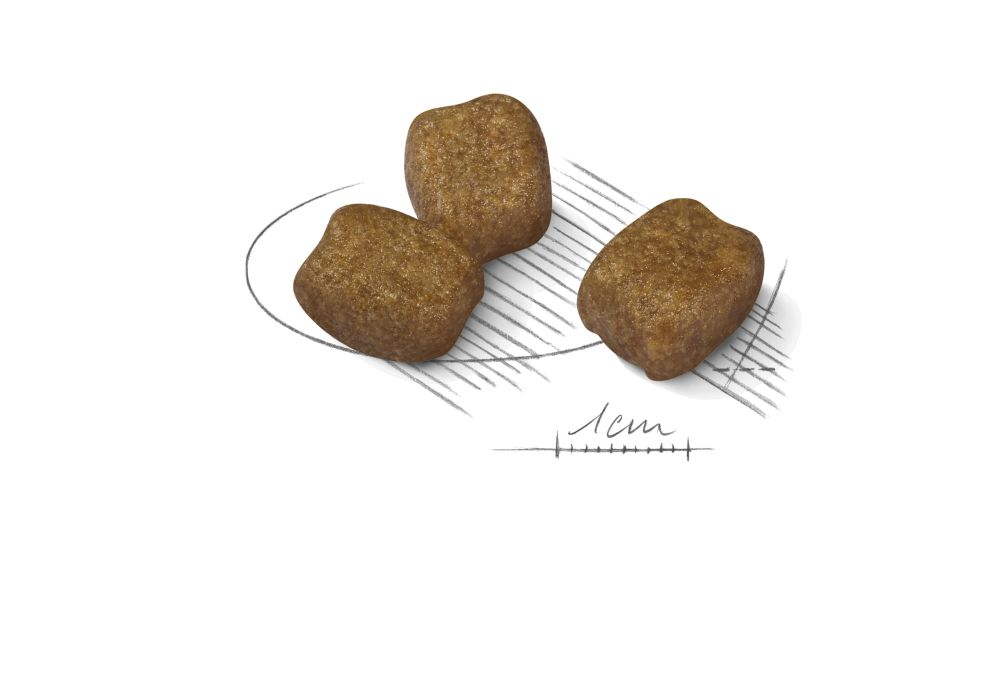 Royal Canin Dental Care Mini Dog Dry Food 3 kg