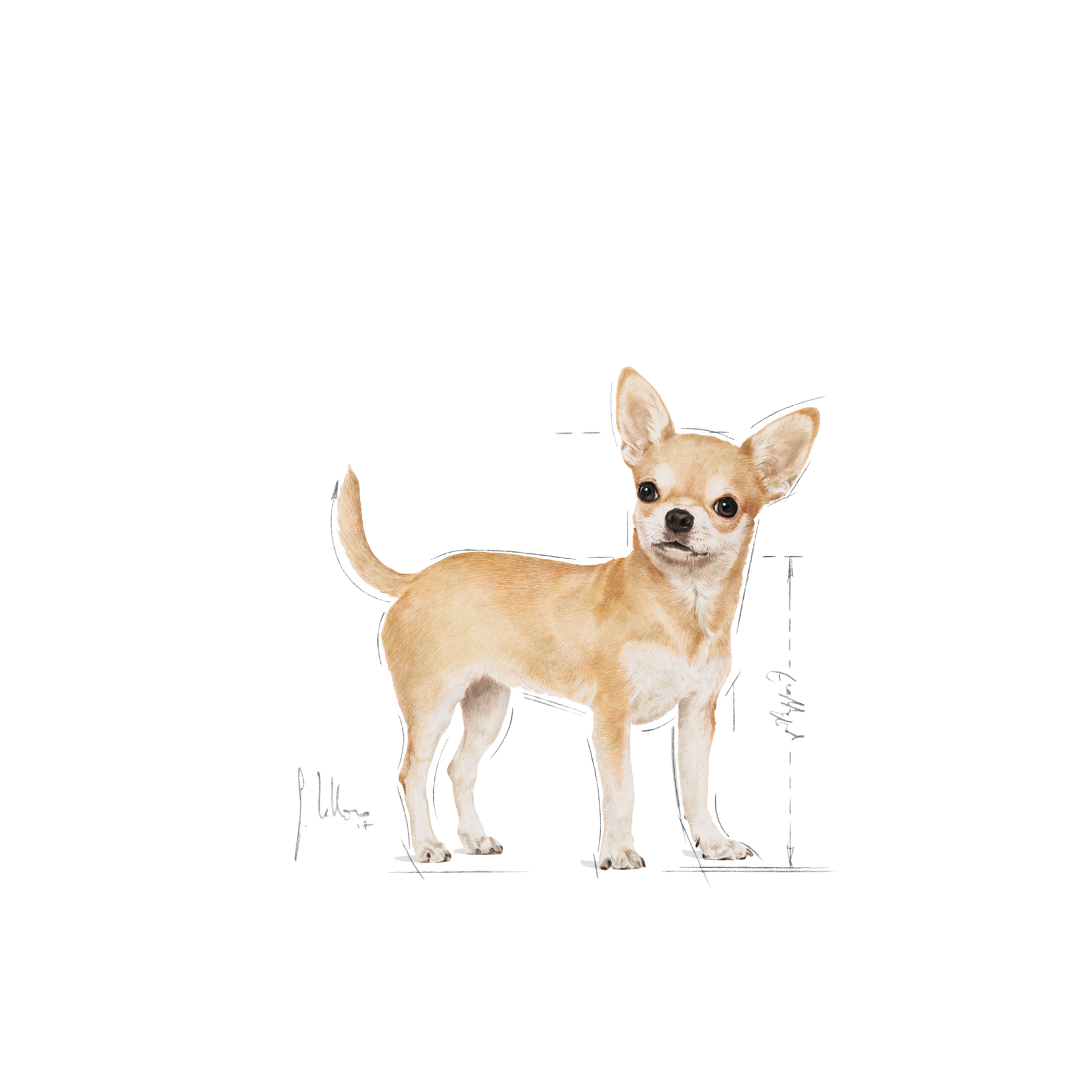 Royal Canin Chihuahua Adult Dog Dry Food 1.5 kg